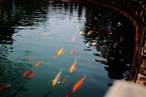 金魚缸|金魚飼養指南：8個養殖技巧，新手必讀！ 